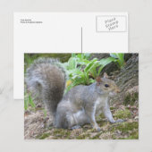 Grijze eekhoorn briefkaart (Voorkant / Achterkant)