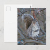 Grijze eekhoorn briefkaart (Voorkant / Achterkant)
