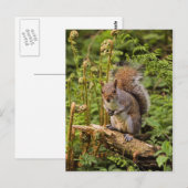 Grijze eekhoorn Briefkaart (Voorkant / Achterkant)