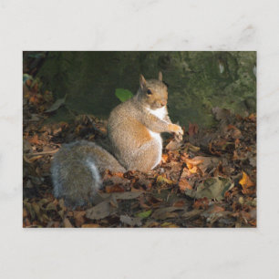 Grijze eekhoorn - Bute Park, Cardiff, Wales, UK Briefkaart