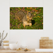 Grijze eekhoorn, eten, pinda's, kristal Springs 1 Poster (Keuken)