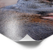 Grijze eekhoorn foto afdruk (Hoek)