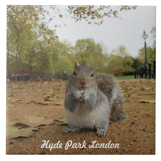 Grijze eekhoorn Hyde Park Londen. Tegeltje (Voorkant)
