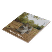 Grijze eekhoorn Hyde Park Londen. Tegeltje (Zijkant)