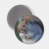 Grijze eekhoorn Magnet Magneet (Voorkant / Achterkant)
