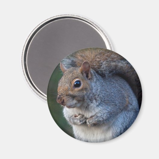 Grijze eekhoorn Magnet Magneet (Voorkant / Achterkant)