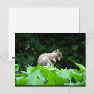 Grijze eekhoorn met noot briefkaart