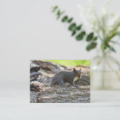 Grijze eekhoorn visitekaartje (Staand voorkant)