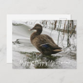 Grijze eend op donker het meer briefkaart (Voorkant / Achterkant)