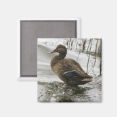 Grijze eend op donker het meer magneet (Voorkant / Achterkant)