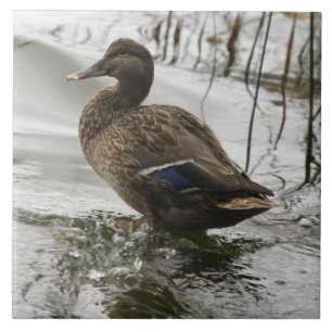 Grijze eend op donker het meer tegeltje