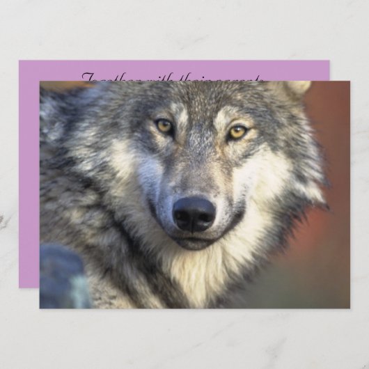 Grijze en witte wolf kaart (Voorkant / Achterkant)