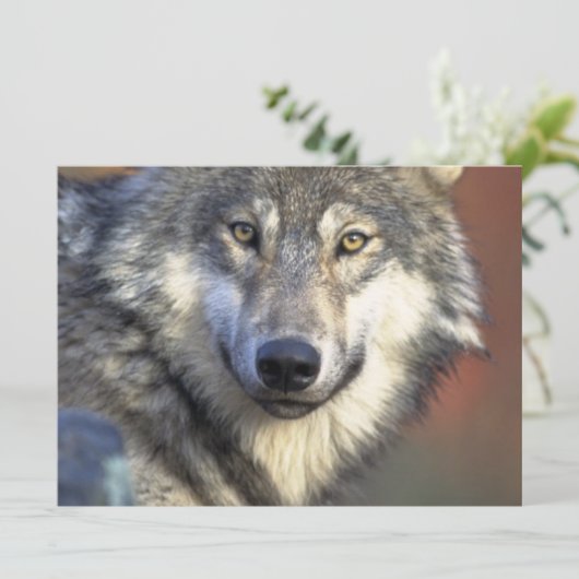 Grijze en witte wolf kaart (Staand voorkant)