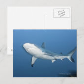 Grijze ertsaderhaai (amblyrhynchos Carcharhinus) Briefkaart (Voorkant / Achterkant)