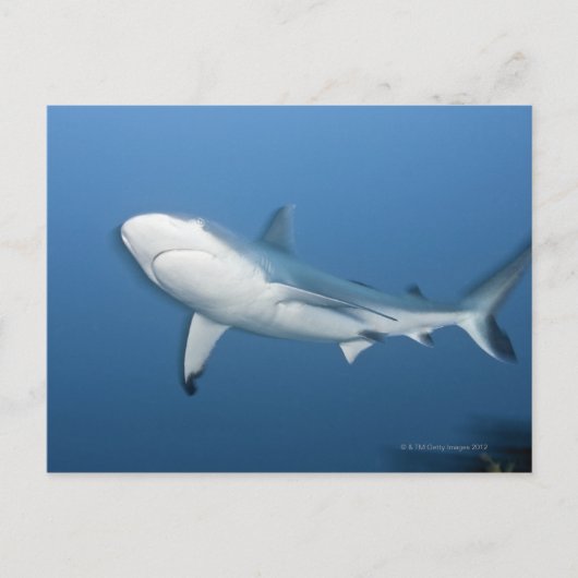 Grijze ertsaderhaai (amblyrhynchos Carcharhinus) Briefkaart (Voorkant)