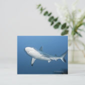 Grijze ertsaderhaai (amblyrhynchos Carcharhinus) Briefkaart (Staand voorkant)