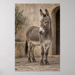 Grijze ezel in rustieke stenen binnenplaats Dieren Poster