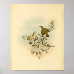 Grijze flycatcher Bird Print