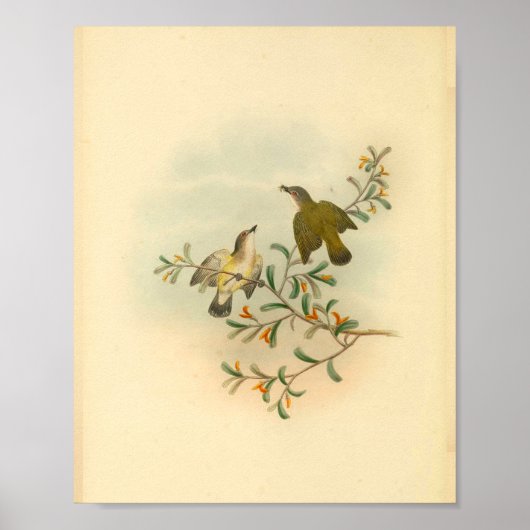 Grijze  flycatcher Bird Print (Voorkant)