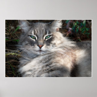 Grijze groene-gegiste Maine Coon Cat Poster