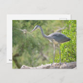 Grijze haring in boom briefkaart (Voorkant / Achterkant)