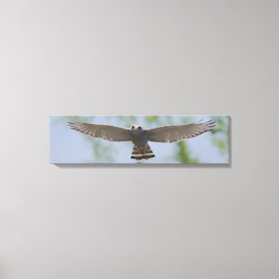 Grijze Hawk op een vreedzaam vliegcanvas Canvas Afdruk