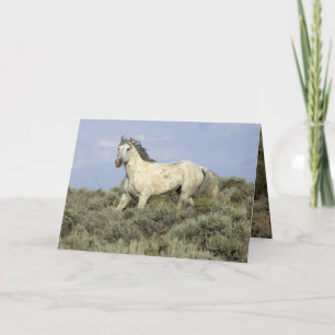 Grijze hengst komt neer Hill Horse Wenskaart Kaart