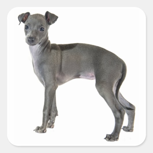 Grijze Italiaanse Greyhound Puppy Dog Vierkante Sticker (Voorkant)