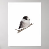 Grijze Jay Bird Poster Print (Voorkant)