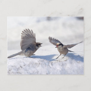 Grijze Jays 9737 Briefkaart