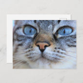 Grijze kat briefkaart (Voorkant / Achterkant)