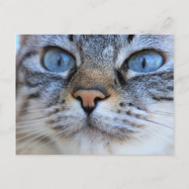 Grijze kat briefkaart