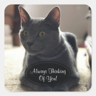Grijze kat denking van je stickers