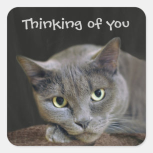 Grijze kat denkt aan jou vierkante sticker