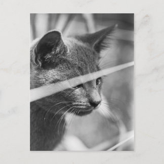 Grijze kat in de gras briefkaart