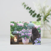 Grijze kat in de tuin briefkaart (Staand voorkant)