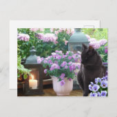 Grijze kat in de tuin briefkaart (Voorkant / Achterkant)