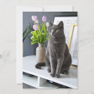 Grijze kat in een kantoor. feestdagenkaart
