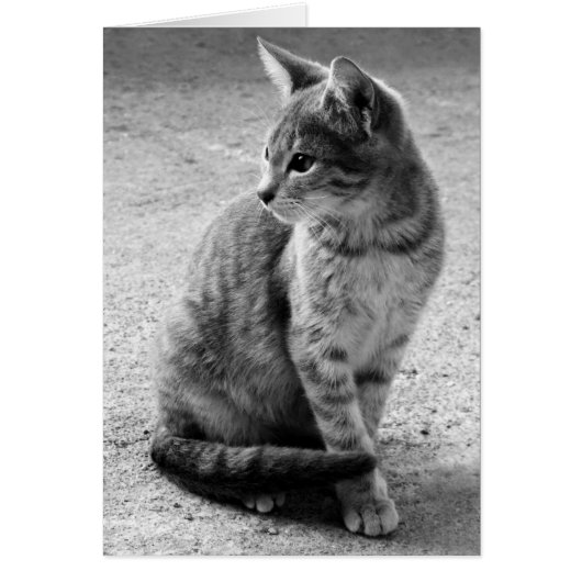 Grijze kat-kaart (Voorkant)