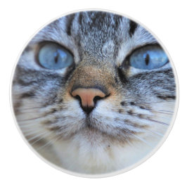 Grijze kat keramische knop