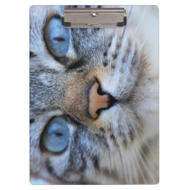 Grijze kat klembord