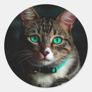 Grijze kat met groene ogen ronde sticker