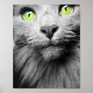 Grijze kat met heldere groene ogen poster