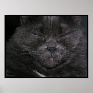 Grijze kat Poster
