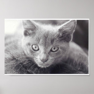 Grijze kat poster