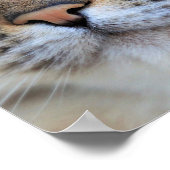 Grijze kat poster (Hoek)