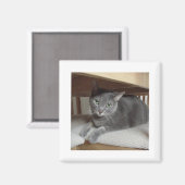 Grijze kat Russisch Blauw Magneet (Voorkant / Achterkant)