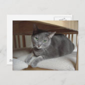 Grijze Kat/Russische Blauwe Briefkaart (Voorkant / Achterkant)