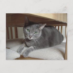Grijze Kat/Russische Blauwe Briefkaart