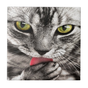 Grijze kat tegeltje